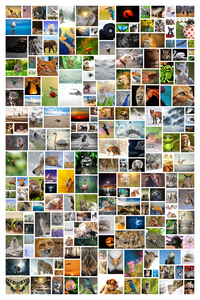 Create Your Own Large Vertical Wild Photo Collage - Up to 200 Pics! Create Your Own Large Vertical Wild Photo Collage - Up to 200 Pics!