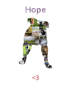 Create Your Personalized American Bully Dog Photo Collage - Add Your Touch!