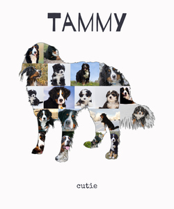 Create Your Berner Sennenhund Photo Collage with Personal Touch