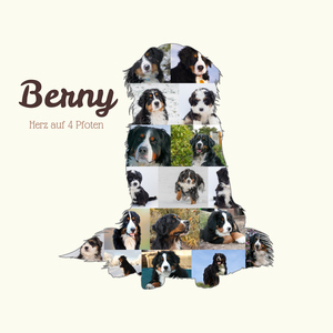 Create Your Berner Sennenhund Photo Collage with Personal Touch