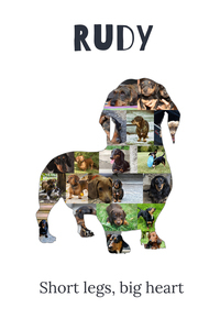 Create Your Custom Dachshund Photo Collage: Cherish Your Pet's Memories