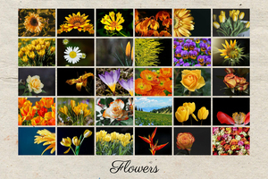Create Your Classic Floral Grid Poster - Customize Photos and Text Create Your Classic Floral Grid Poster - Customize Photos and Text