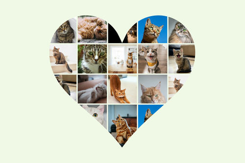 Cat Heart Photo Collage - Create yours now, add your cat's name or custom text